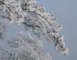 Frost encrusted trees, Loch Lomond NNR