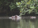 Hippopotamus, Akaka-Longo NP, Gabon
