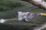 Slender-snouted Crocodile, Mpivi River-Loango NP, Gabon