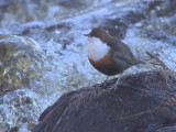 Dipper, Endrick Water, Clyde