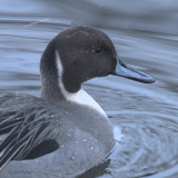 Northern Pintail (male), White Cart Water-Paisley, Clyde