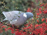 Wood Pigeon, Baillieston, Glasgow