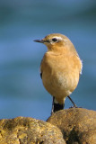 Northern Wheatear, Balcomie beach, Fife