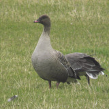 Pink-footed Goose, South Medwin Valley, Clyde