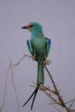 Abyssinian Roller, Waza NP, Cameroon