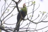 Bannermans Turaco, near Bamenda, Cameroon