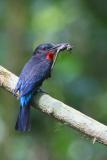 Black Bee-eater, Korup NP, Cameroon