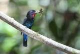 Black Bee-eater, Korup NP, Cameroon