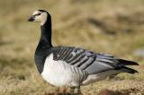 Barnacle Goose