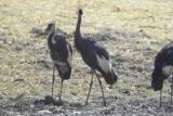 Black Crowned Crane, Waza NP, Cameroon