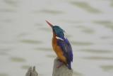 Malachite Kingfisher, Waza NP, Cameroon