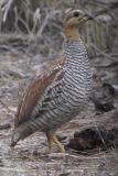 Schlegels Francolin, Ngaoundaba, Cameroon