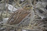 Schlegels Francolin, Ngaoundaba, Cameroon