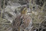 Schlegels Francolin, Ngaoundaba, Cameroon