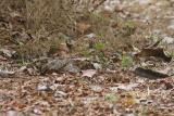 Standard-winged Nightjar, Ngaoundaba, Cameroon