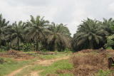 Palm Nut