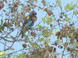 Meyers Parrot, Shakawe Lodge, Botswana