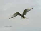 Arctic Tern, Isle of May, Fife
