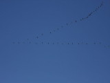 Pink-footed Geese, South Medwin valley, Clyde