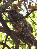 Abyssinian Long-eared Owl, Lalibela