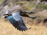 Blue-winged Goose, Sululta Plains