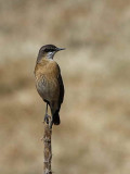 Bottas Wheatear, Sululta Plains