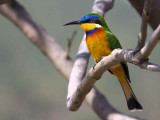 Blue-breasted Bee-eater, Axum