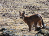 Simien Wolf, Bale Mountains NP
