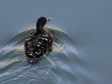 African Black Duck