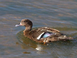 African Black Duck, Simien Mts NP