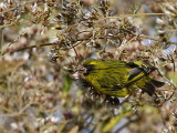 African Citril, Wondo Genet