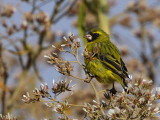 African Citril, Wondo Genet