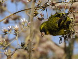 African Citril, Wondo Genet