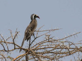 African Grey Hornbill, Awash NP