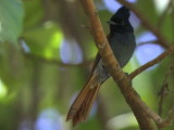 African Paradise Flycatcher (female), Ghion Hotel gardens Addis Ababa