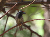 Banded Barbet, Lalibela