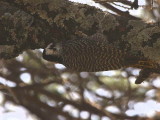 Bearded Woodpecker, Lake Langano