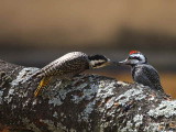 Bearded Woodpecker, Lake Langano