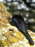 Black Scimitarbill, Lake Langano