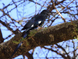 Black-billed Wood-hoopoe, Sof Omar