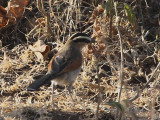 Black-crowned Tchagra, near Yabello