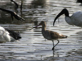 Black-tailed Godwit, Lake Ziway