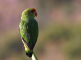 Black-winged Lovebird, Lalibela