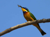 Blue-breasted Bee-eater, Axum