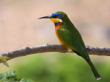 Blue-breasted Bee-eater, Axum