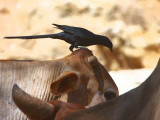 Bristle-crowned Starling, Sof Omar