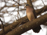 Blue-spotted Wood-dove, Lake Langano