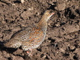 Chestnut-naped Francolin, Bale Mountains NP