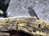 Black Redstart (female), Helensburgh, Clyde
