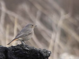 Black Redstart (female), Helensburgh, Clyde